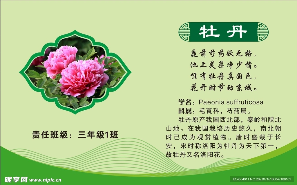 植物简介
