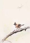 中国风水墨画鸟