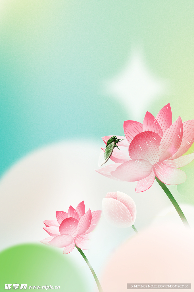 荷花海报