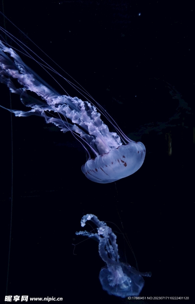 水母