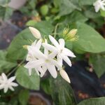 茉莉花