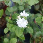 虎头茉莉花 