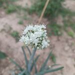 洋葱花