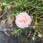 太阳花