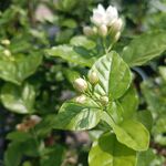  虎头茉莉