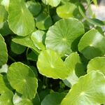 铜钱草