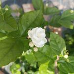 虎头茉莉