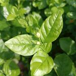 虎头茉莉
