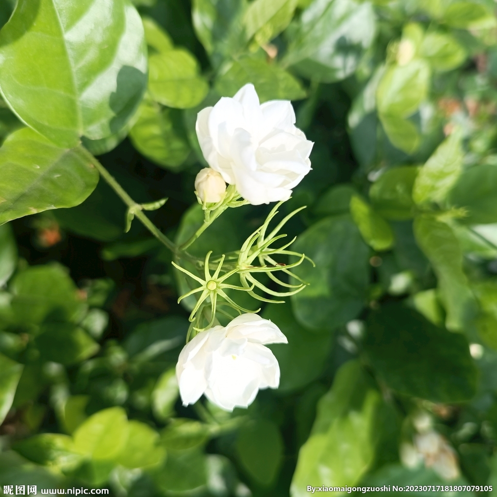  虎头茉莉花