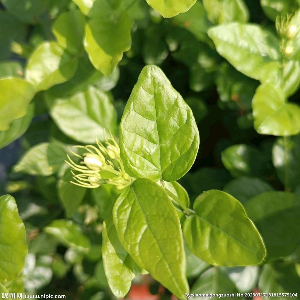 茉莉花