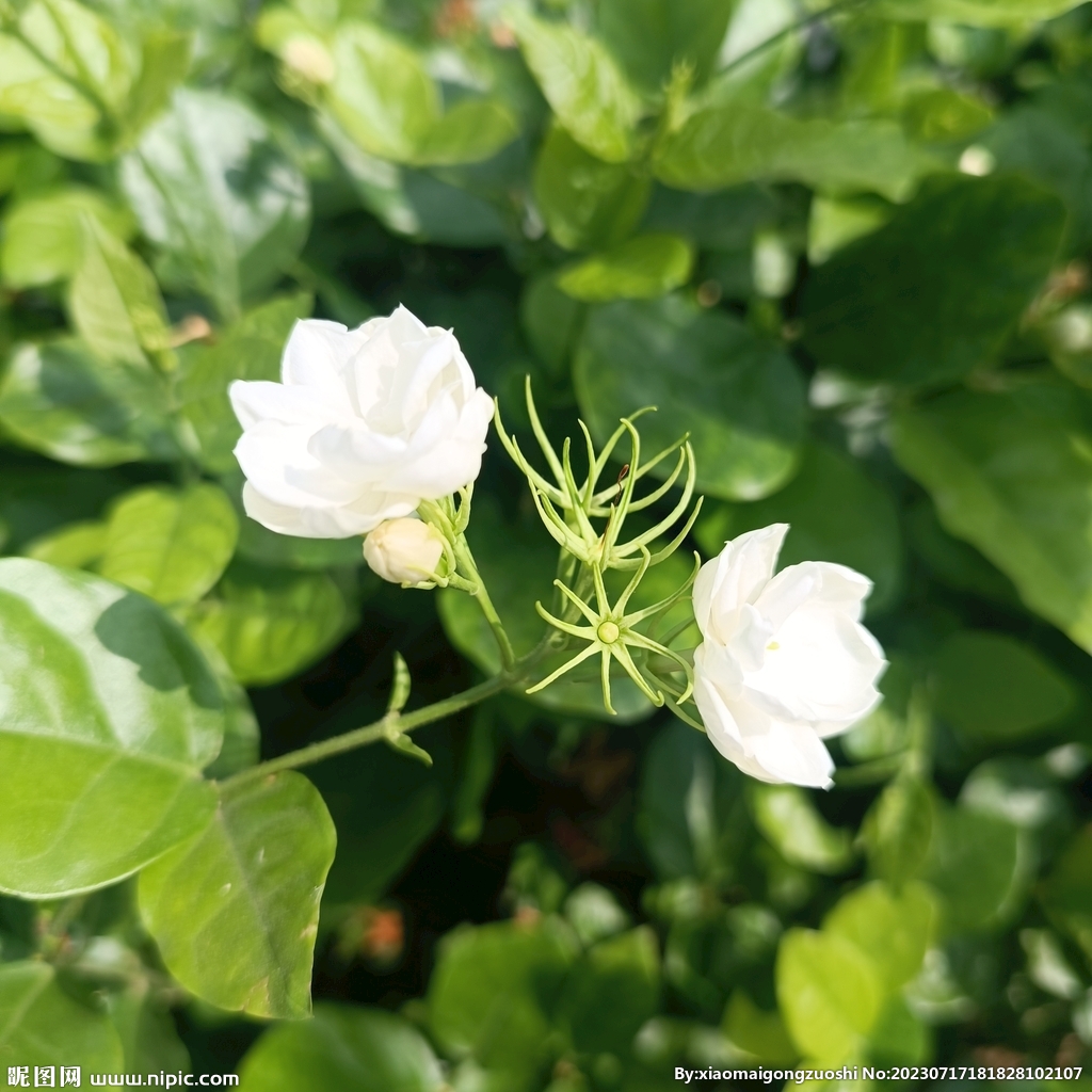 茉莉花