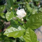茉莉花  