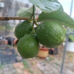 柠檬