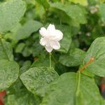 茉莉花