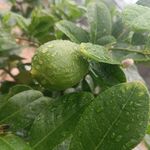柠檬