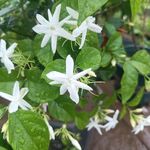 茉莉花