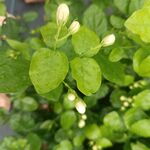 虎头茉莉花