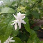 茉莉花