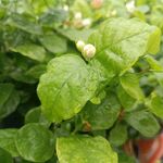 虎头茉莉花