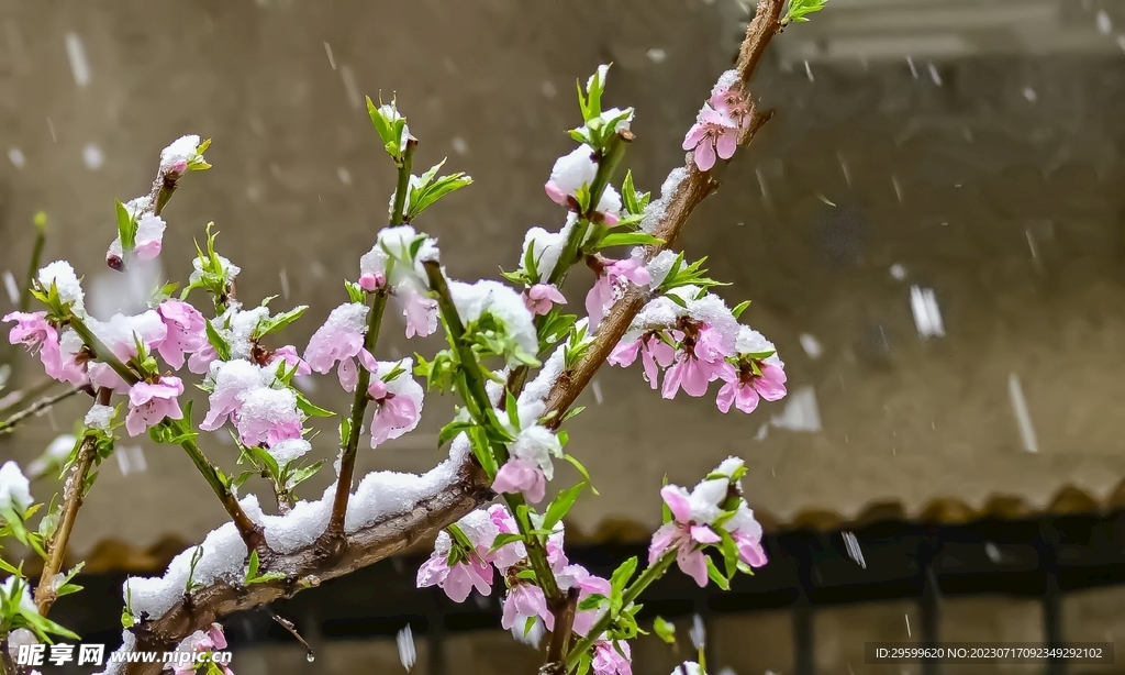 桃花