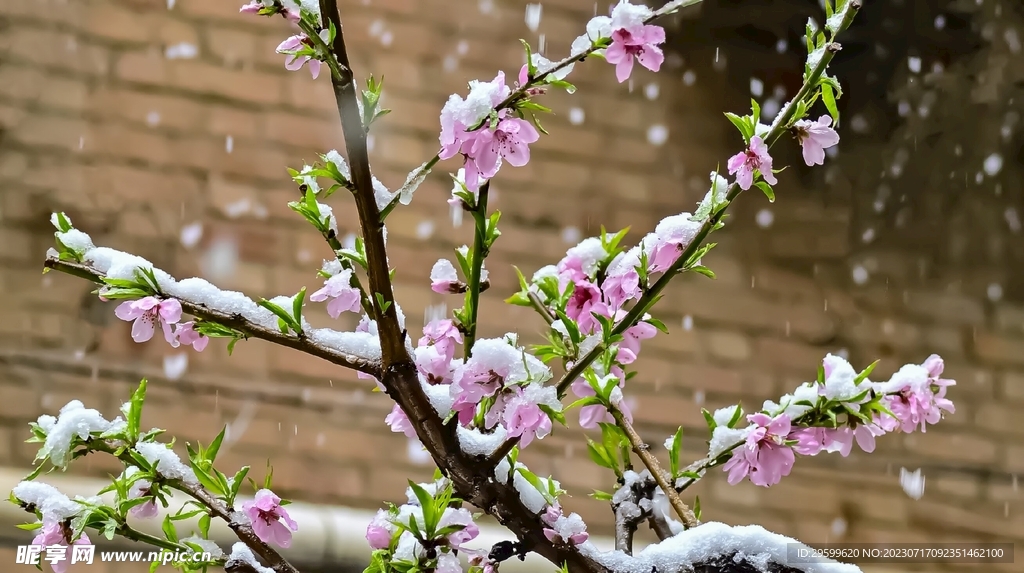 桃花