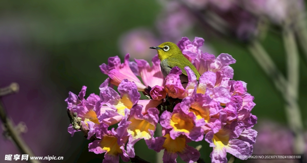 梧桐花