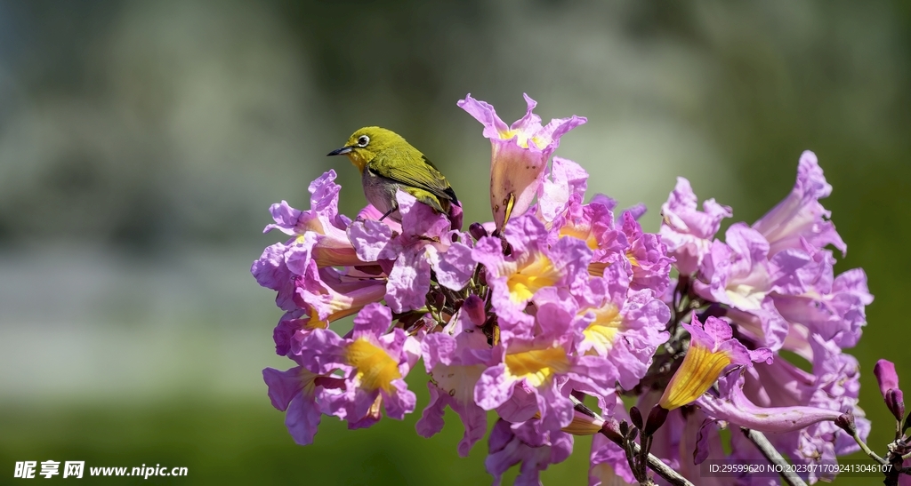 梧桐花