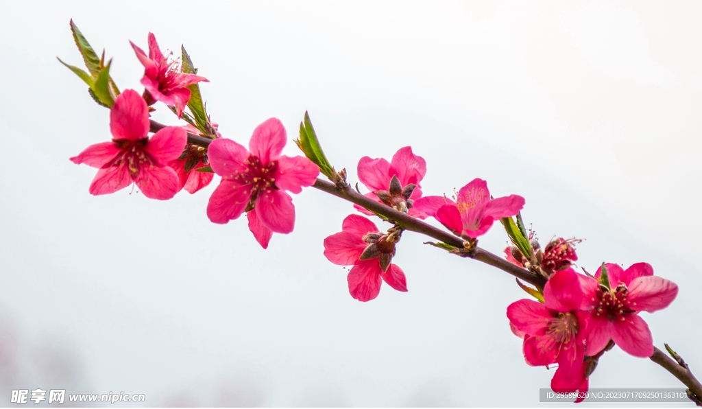 樱花