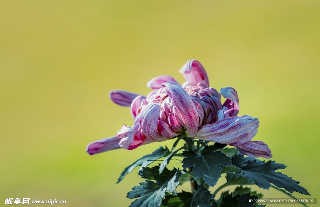 菊花