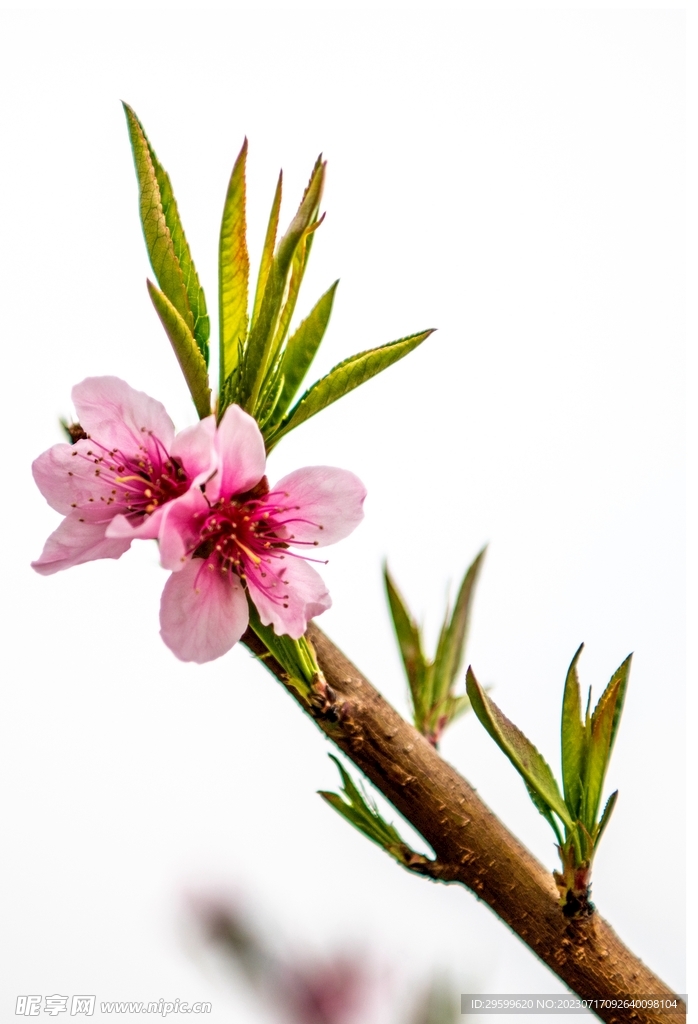 桃花
