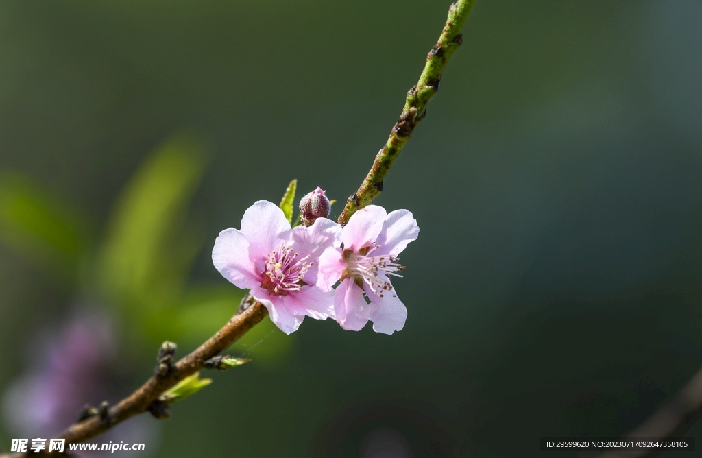 桃花