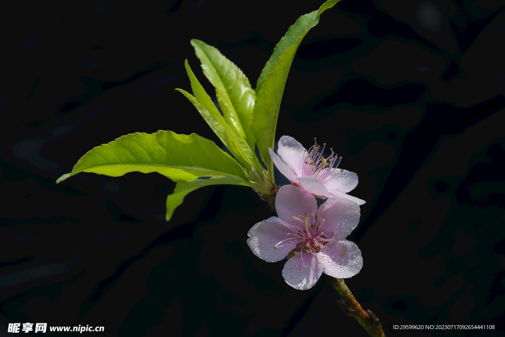 桃花