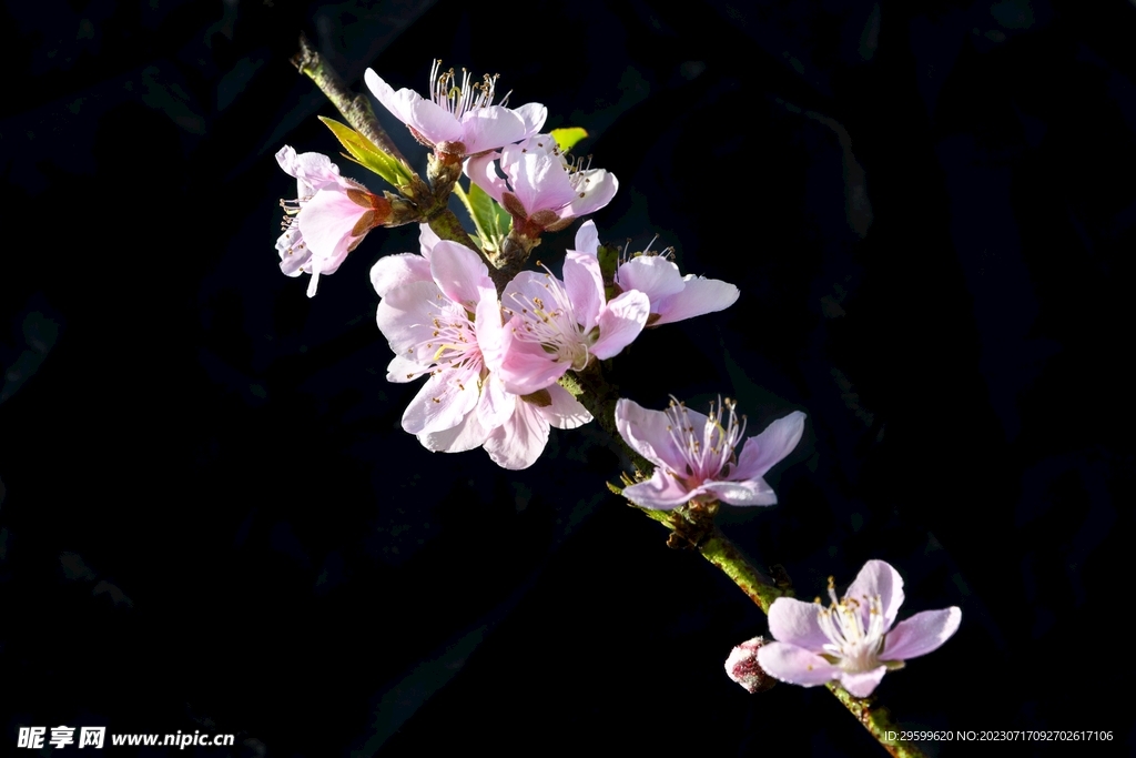 桃花