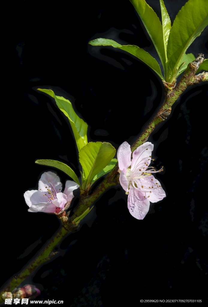 桃花