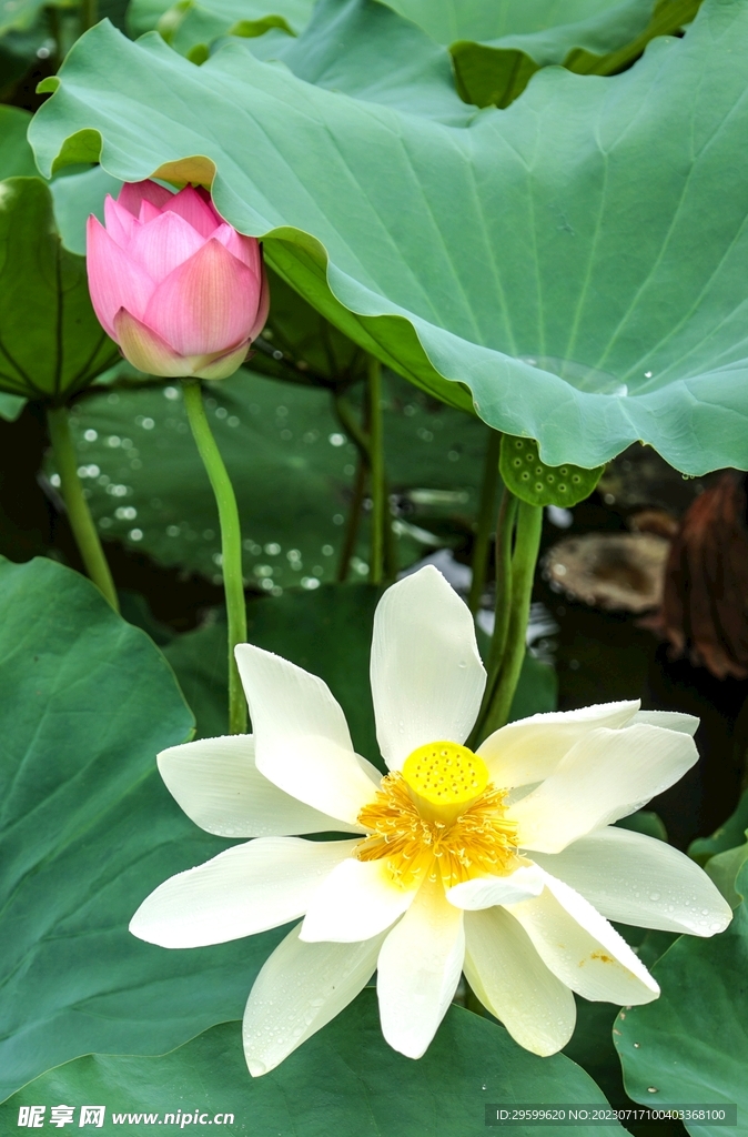 荷花