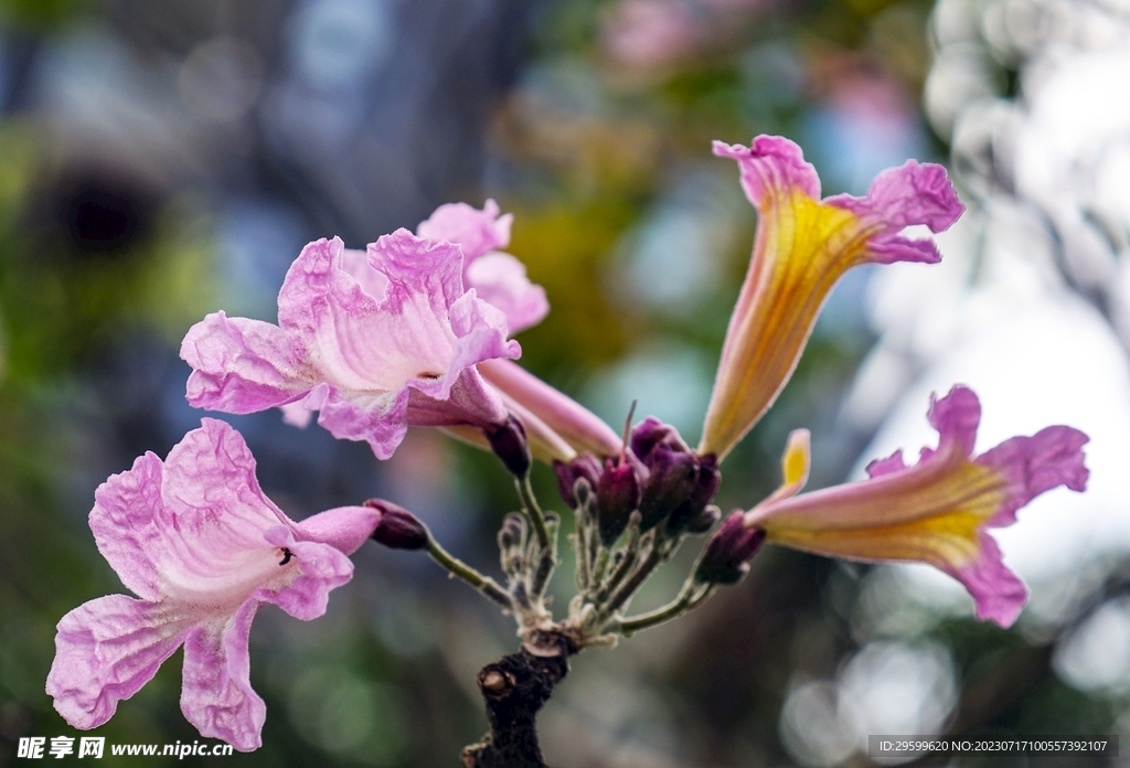 梧桐花