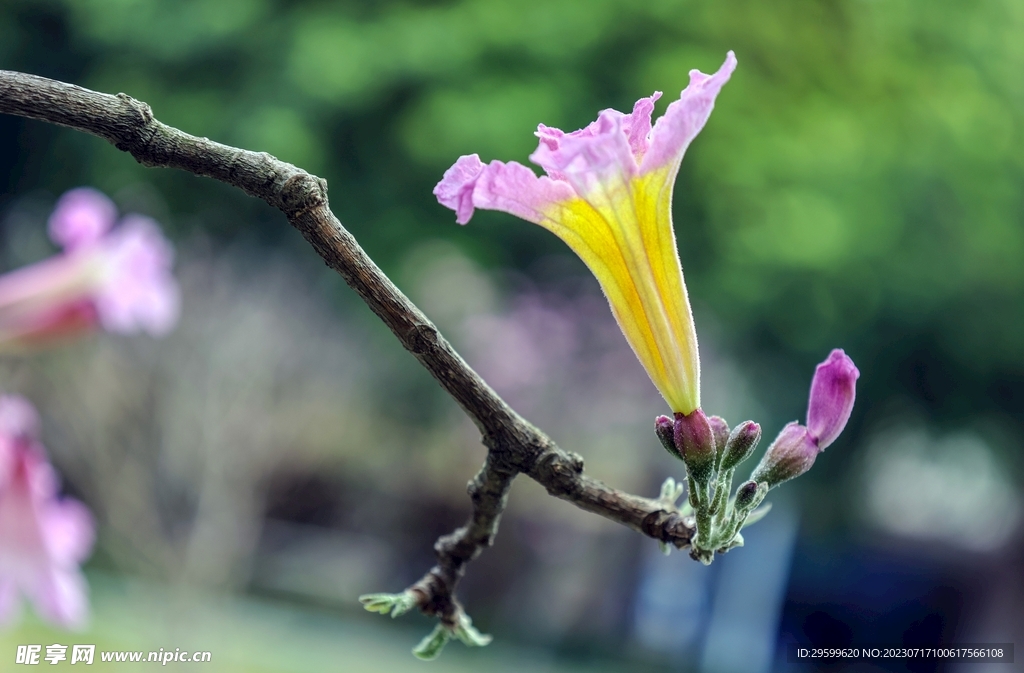 梧桐花