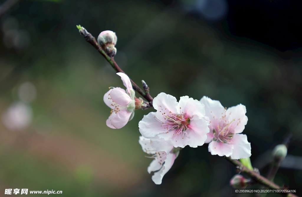 桃花