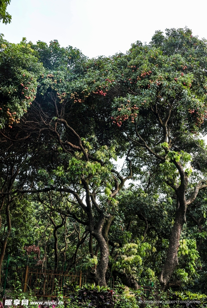 荔枝树