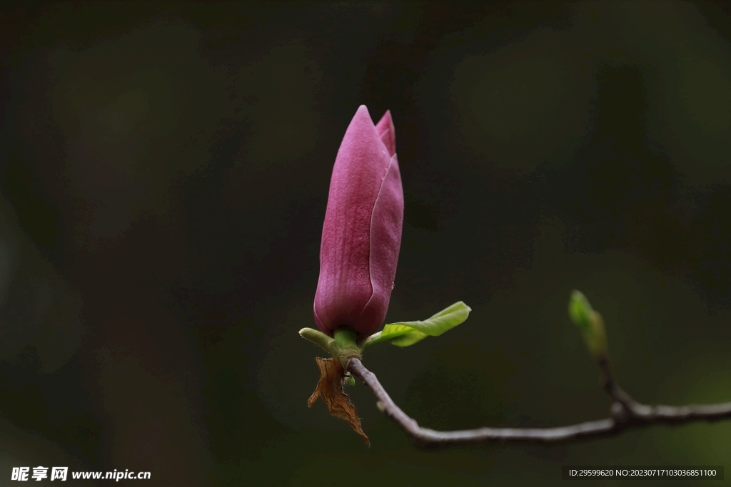 玉兰花