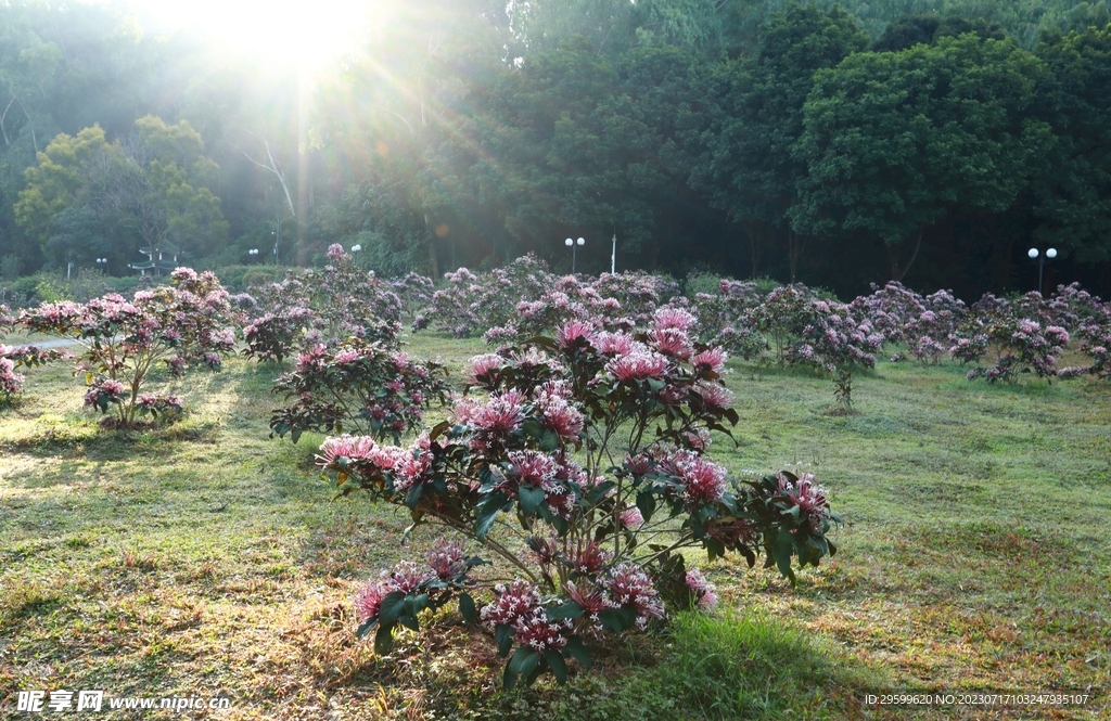 菊花