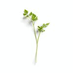 芹菜