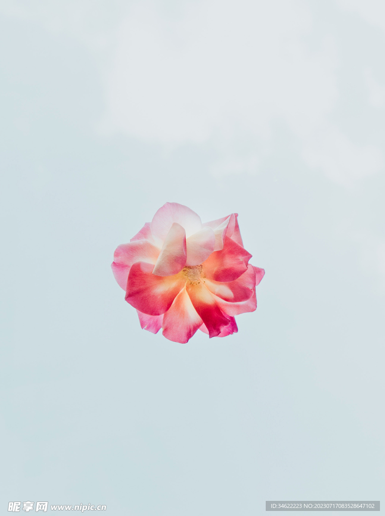 玫瑰