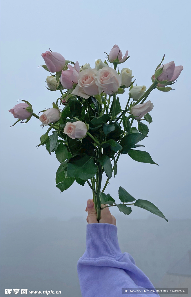 玫瑰 