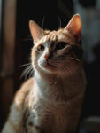 猫咪 