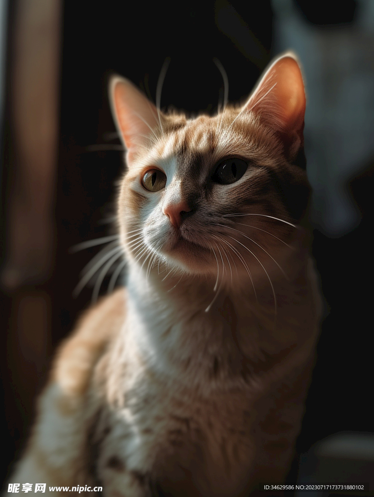 猫咪 