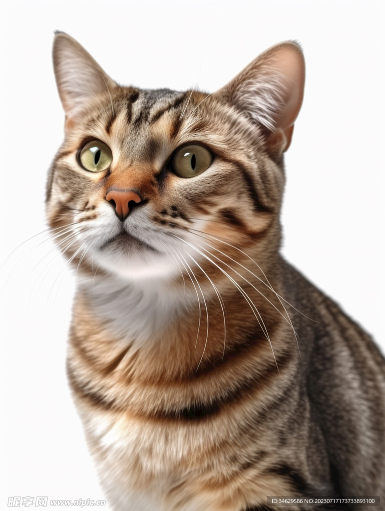 猫咪 