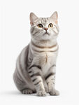 猫咪 