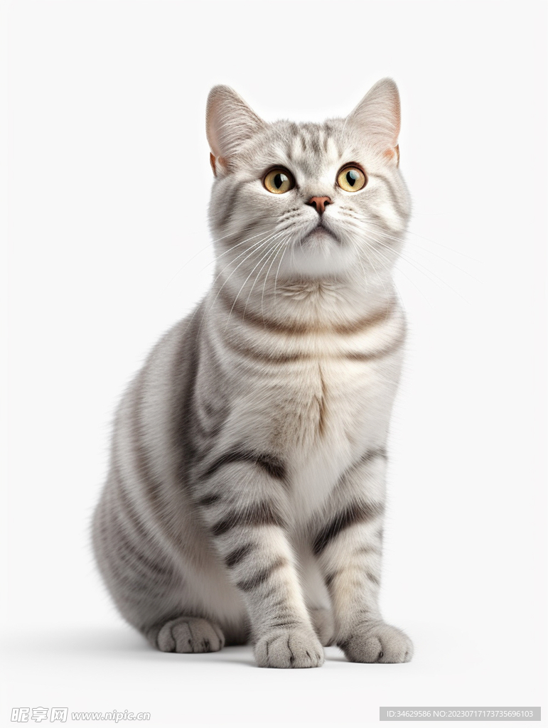 猫咪 