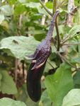 茄子种植